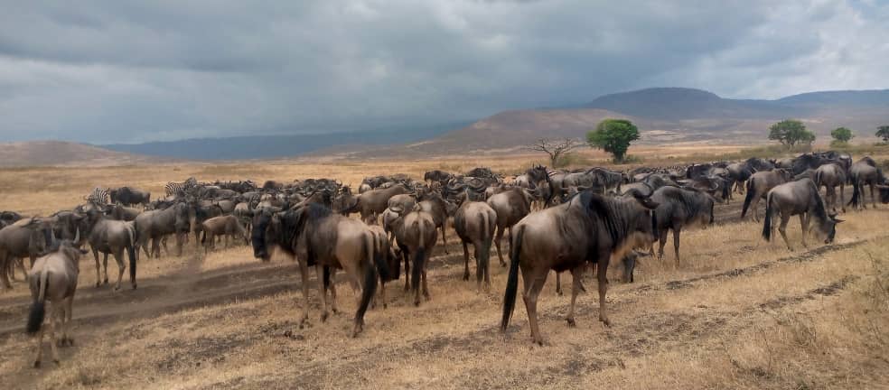 Ngorongoro